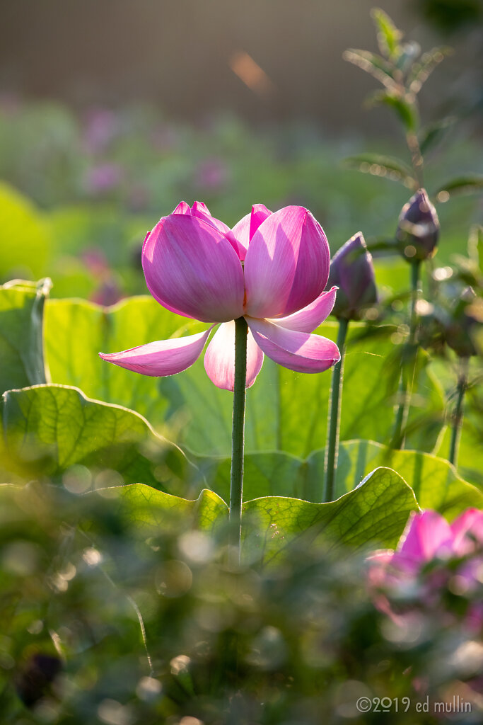 sunrise lotus 